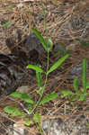 Carolina false vervain